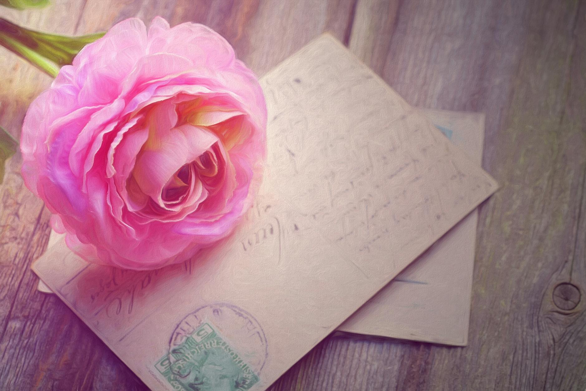 pink rose on greetings card