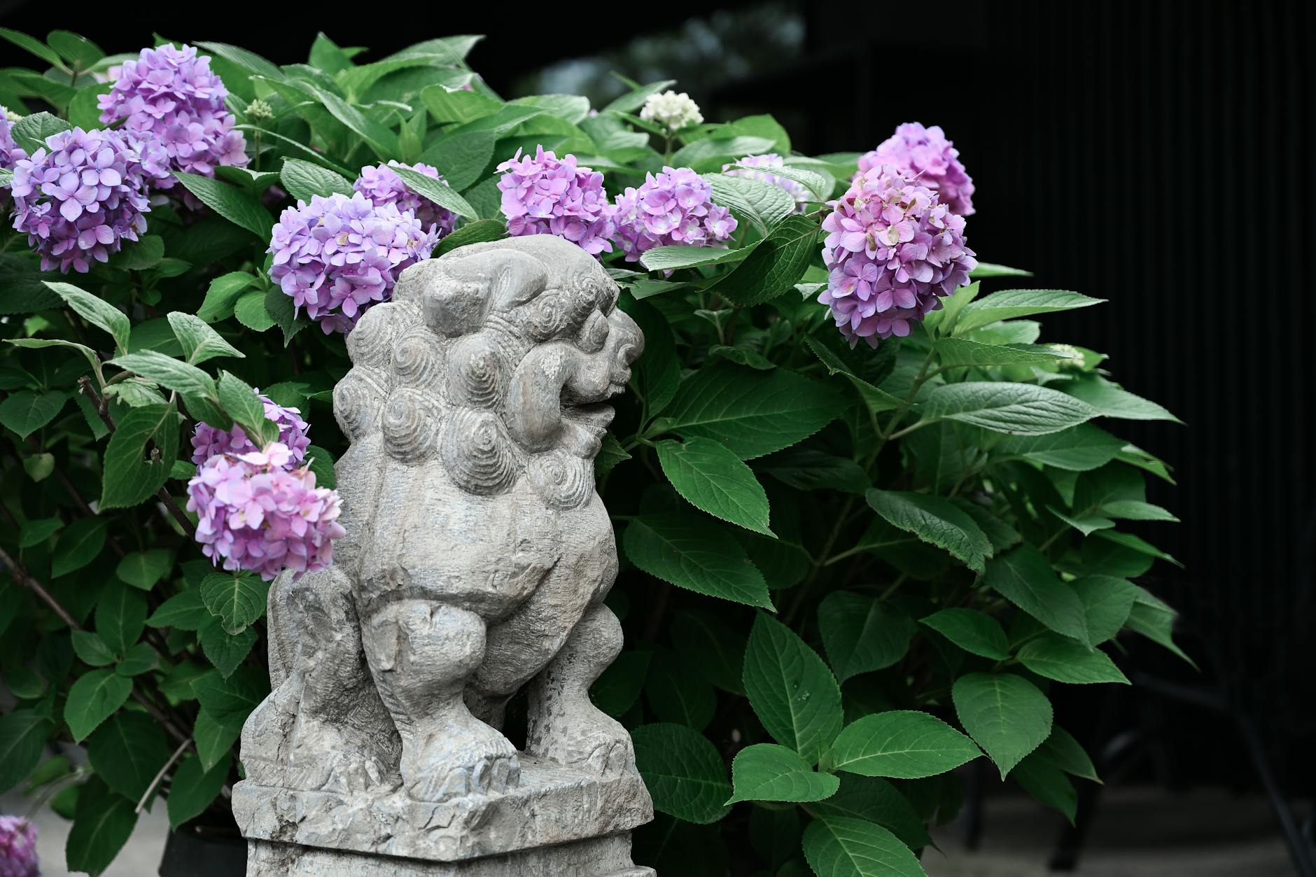 stone lion and vibrant hydrangeas in nanjing