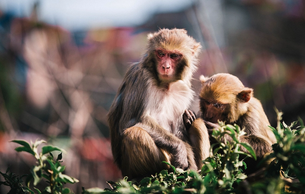 Free macaque monkeys closeup image