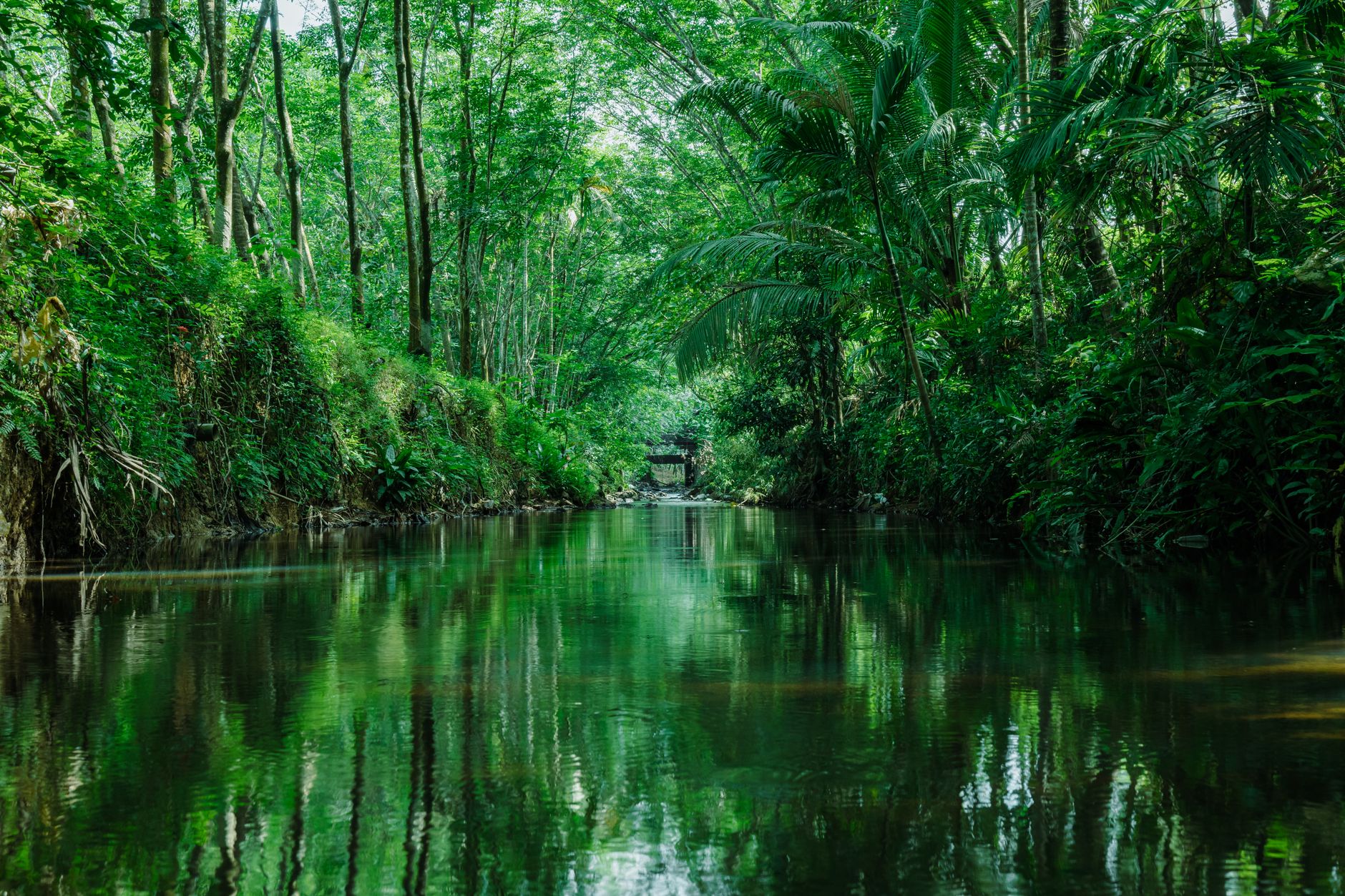 lush green jungle river reflection scene